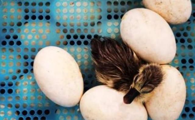 大叔将老鹰蛋换成鸭蛋,当鸭子出壳后,老鹰的反应大家别笑!