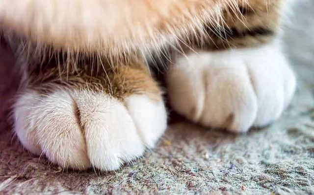 白手套|猫咪|爪子_新浪新闻