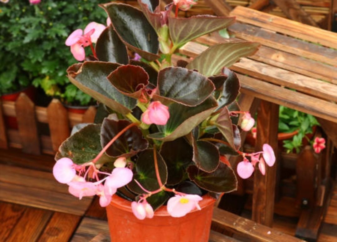 四季海棠不开花养护方法不正确做好这几点花开满盆