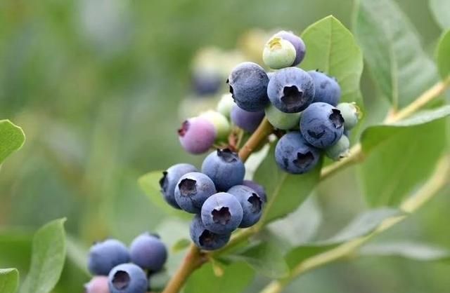 蓝莓仲夏里的冷系水果我们的网友订购有优惠哦