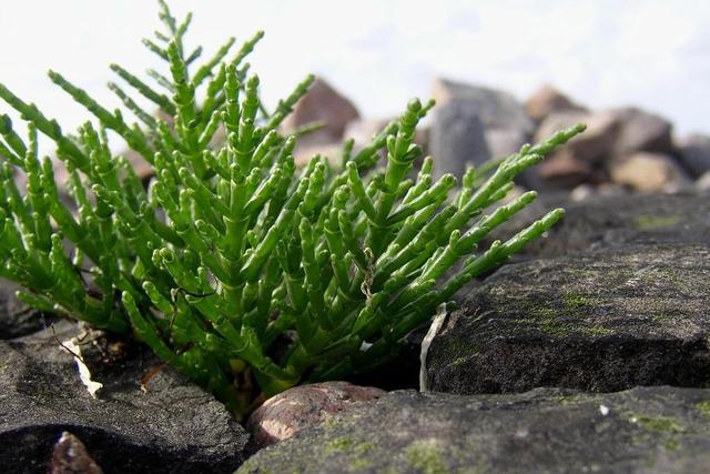 有梗无叶的一种绿色野草,生长在盐碱地,有如此高的食用价值