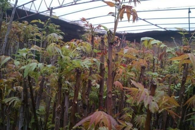 香椿芽是一种药食两用价值很高的作物,种植一亩年赚十几万