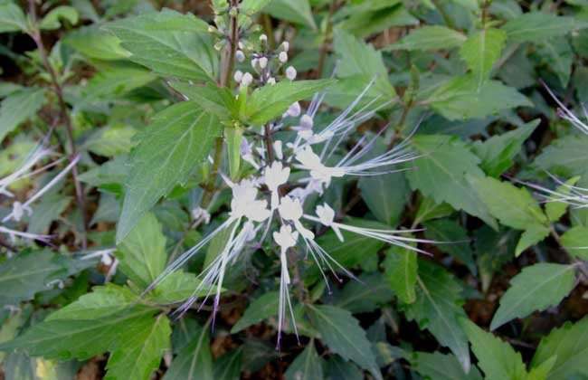 每天敞开吃5物,或助你排出体内多余尿酸|尿酸|木耳|猫须草_新浪新闻