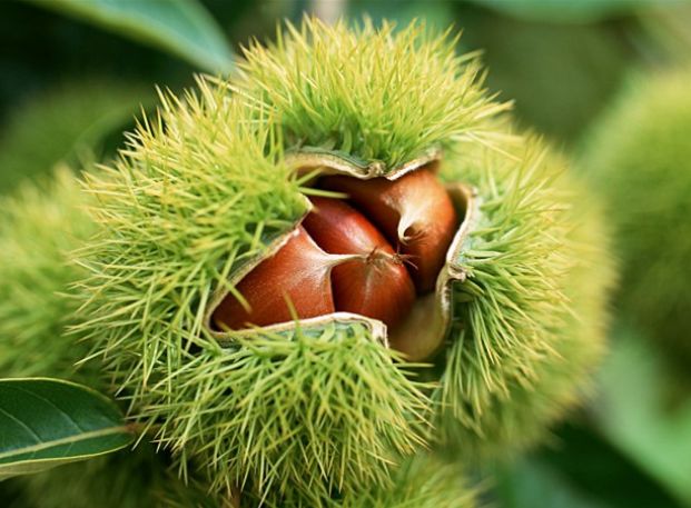 它藏身于刺中,被农民誉为"干果之王",男人吃了好处多多