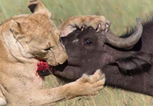 水牛遭到母狮围攻死相惨烈,上嘴唇血肉模糊几乎被整个