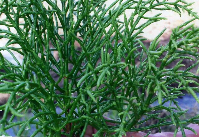 有梗无叶的一种绿色野草,生长在盐碱地,有如此高的食用价值