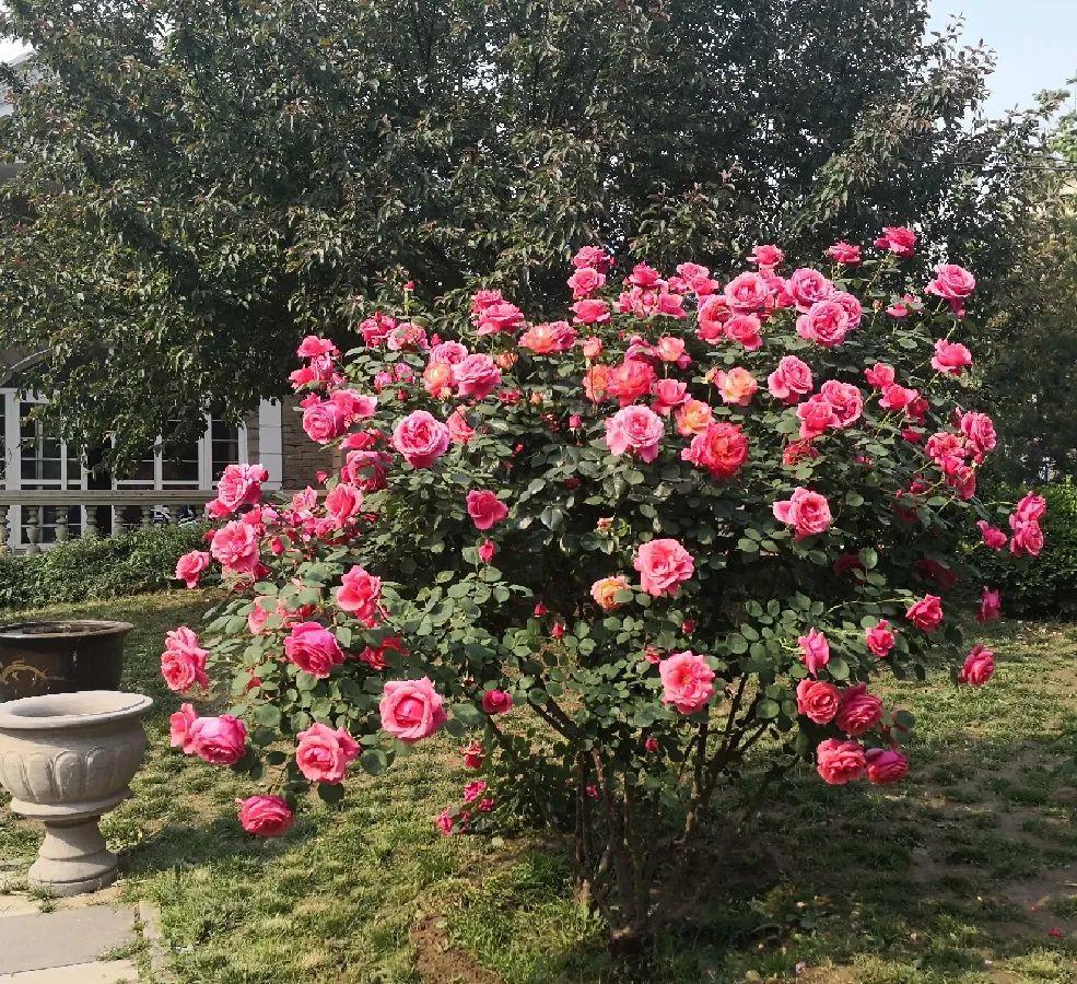 门口养棵大花树,风吹就开花,20年变成传家宝!