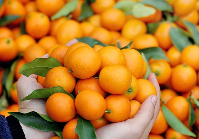 金桔开了一树的花朵,花期养护做好几点,果实挂满枝头,又大又甜