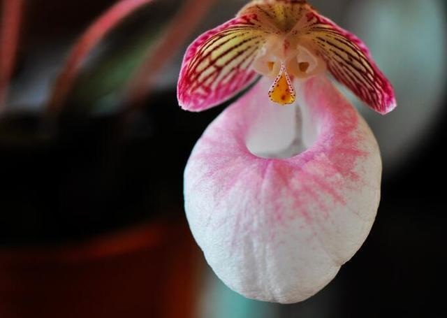 兜兰花葶形状奇特从叶丛中抽出口袋形的唇瓣十分可爱