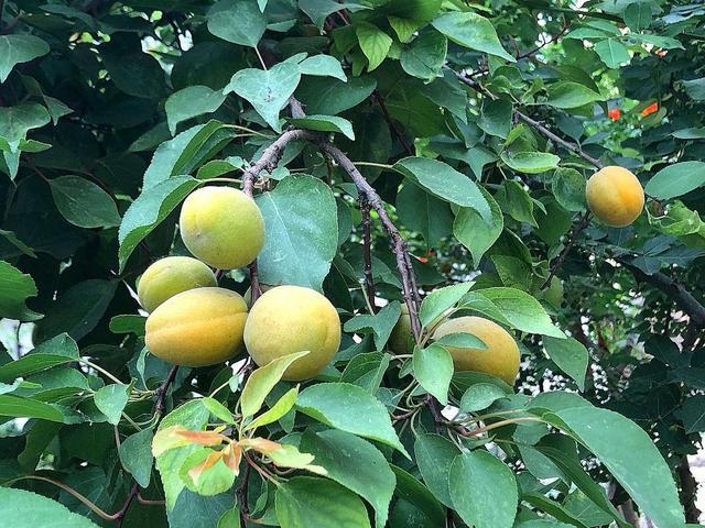 梅子树葡萄树枇杷树以上蔬菜和水果树你认识了几个?