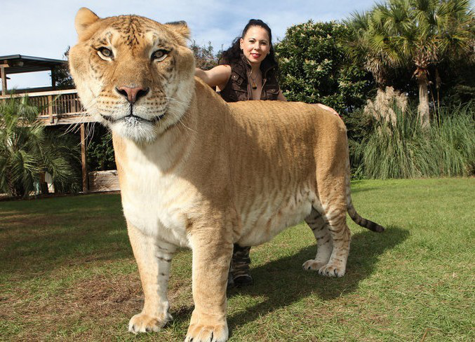 狮虎兽vs虎狮兽这穿越物种的爱情结晶到底是什么奇特生物