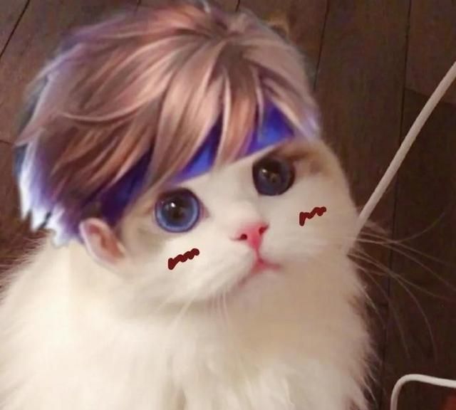王者荣耀猫咪接头