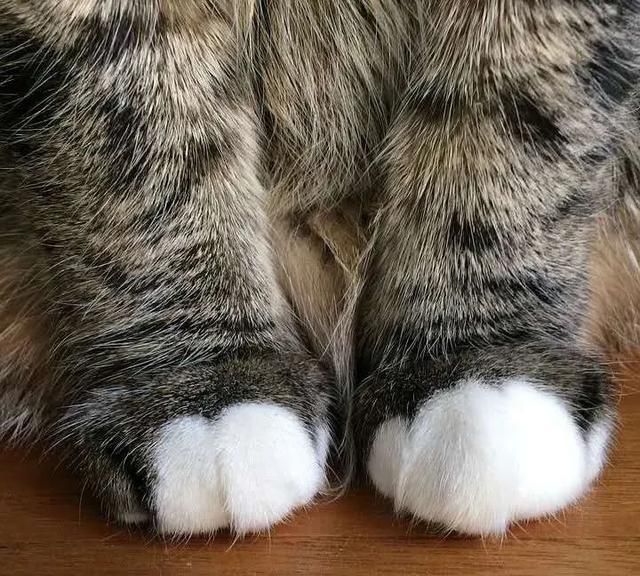 当猫咪有了白手套,真的可以为所欲为!|白手套|猫咪|爪子_新浪新闻