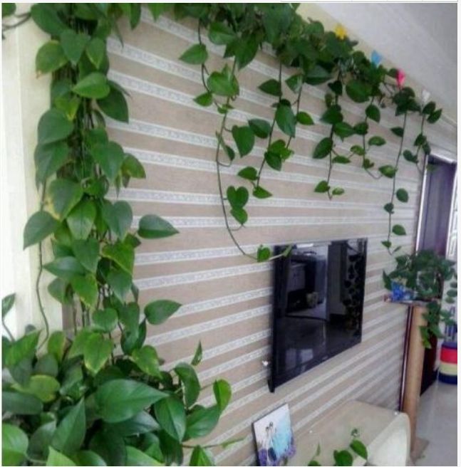 绿萝,可以把它放到高的位置,让它长长的垂下来,也可以让它顺着墙爬,让