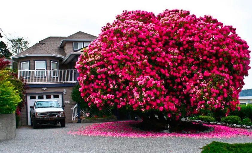 门口养棵大花树,风吹就开花,20年变成传家宝!