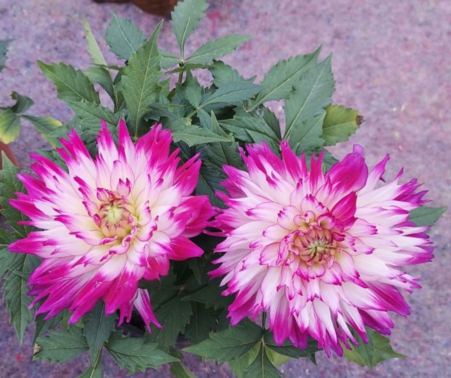 1种"地瓜花",开花时间长,花朵硕大美艳,适合盆栽观赏