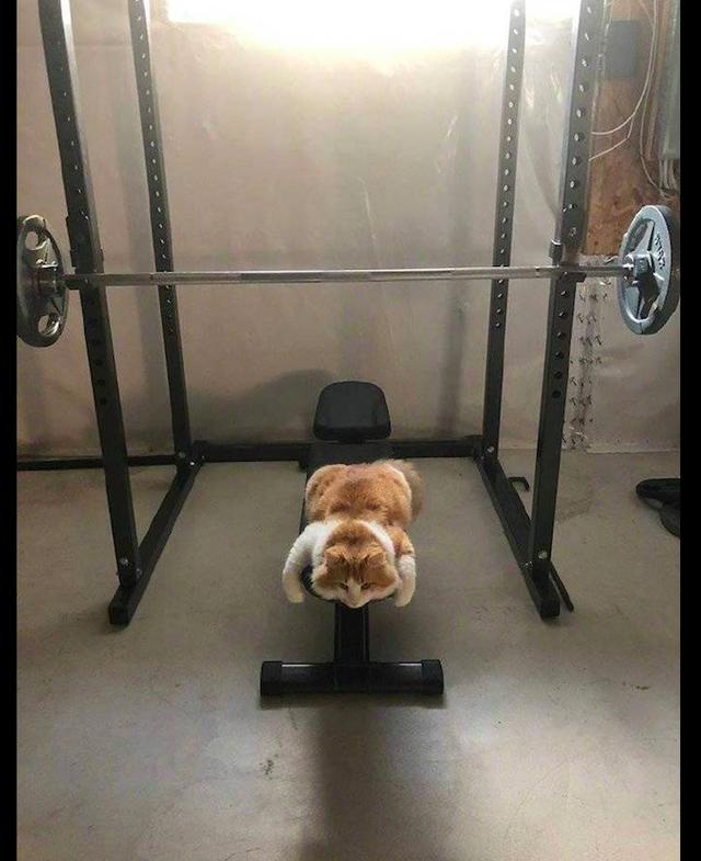 网友去健身房锻炼却发现有只猫咪趴在器材上已累成一滩猫饼