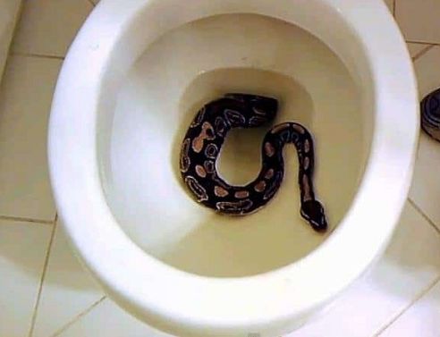 那些能从马桶里面钻出来的东西以后用马桶要小心点了