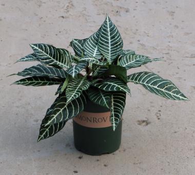 银脉花的养殖方法