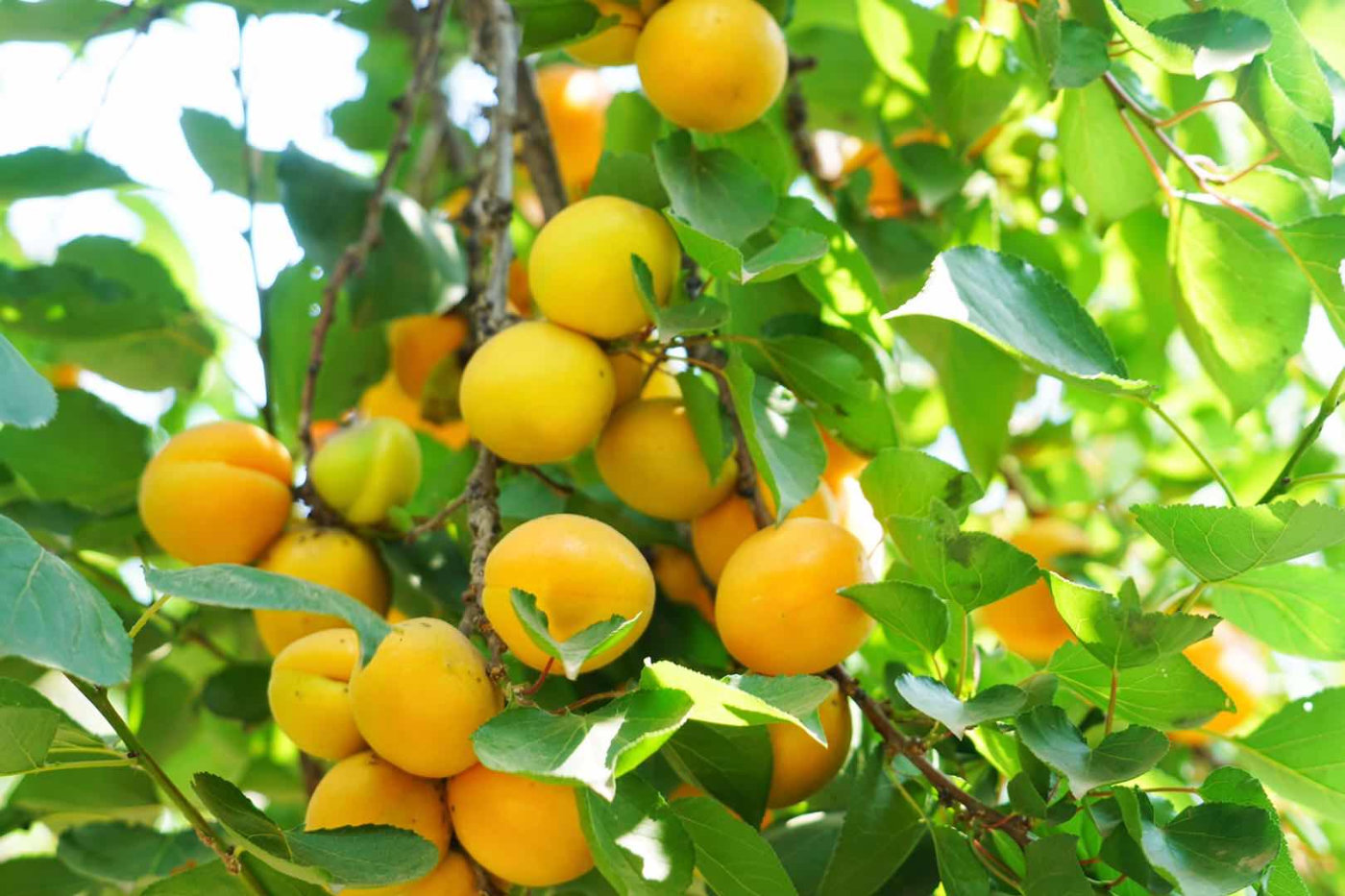 杏果飘香,直播"云游",古郡巨鹿连办29年红杏商务节!