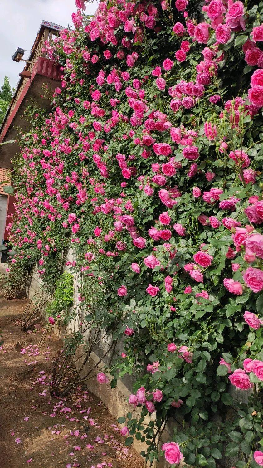 门口养棵大花树,风吹就开花,20年变成传家宝!