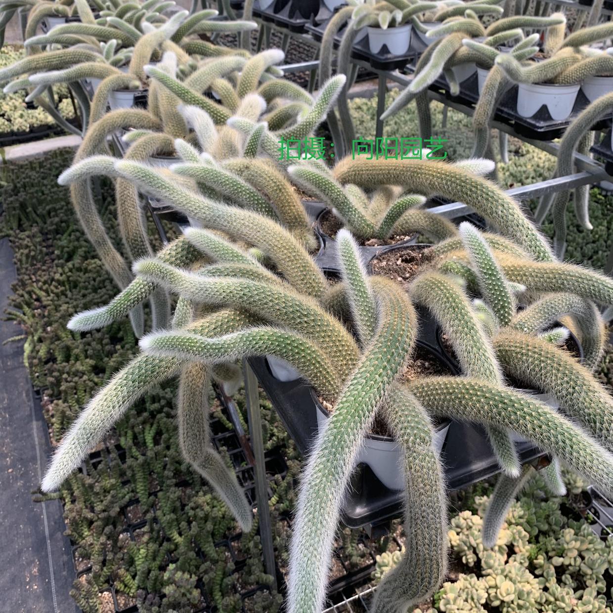 朋友家的"九尾狐",养了12年,价值"上十万",开花太美太诱人