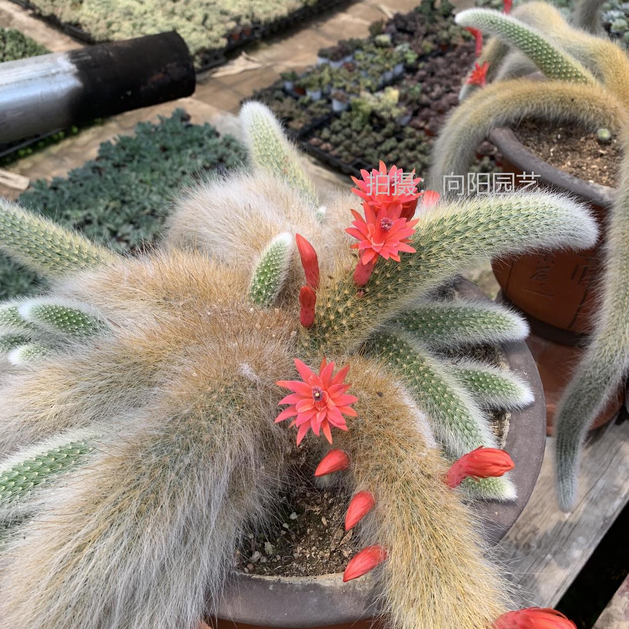 朋友家的"九尾狐",养了12年,价值"上十万",开花太美太诱人