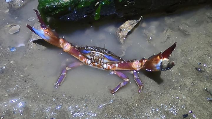 小斗赶海抓海螺抓到两点,抓到重量级赤甲红,比手还要大!