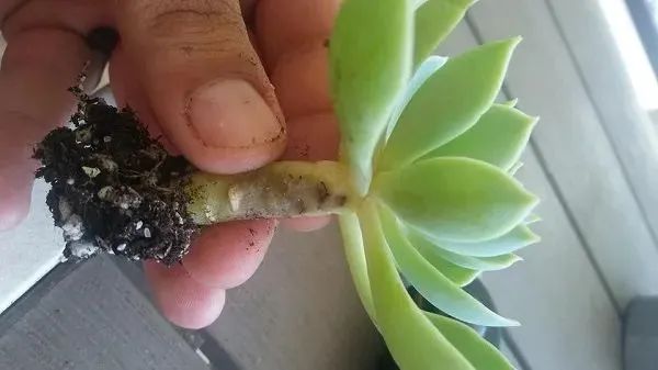 天气变热后多肉植物盆栽叶子一碰就掉底部的叶子还变黄化水