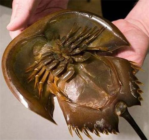 活了4亿年,能救人类却不能被人类所救|美洲|鲎|生物_新浪新闻