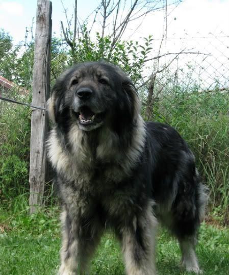 萨普兰尼那克犬是世界滑雪大赛举办地塞拉利昂山的古老犬种,它原名为