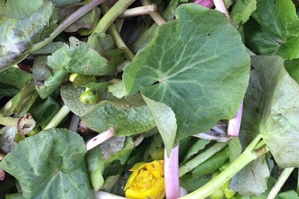 河边这野草,人称"马蹄菜",认识的人不多,叶子却极珍贵!