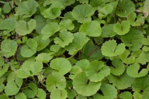 马蹄菜是一种具有高食用价值的野生植物,并且有许多常见的美味做法.