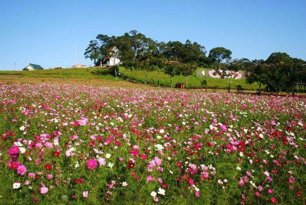 中国10大最美花海,享受遍地开满鲜花的浪漫之美,你会选哪?