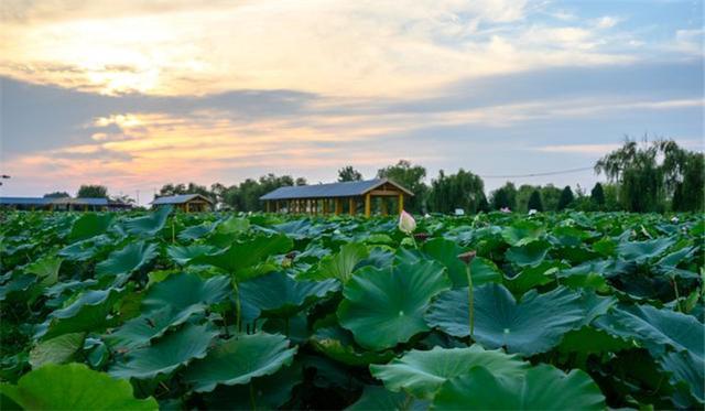 江苏有座全国最大荷花园,占地1.2万亩,放眼望去全是荷花