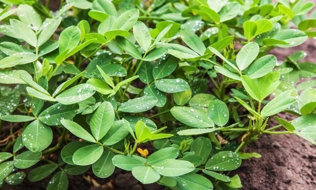 如何增加花生饱果率