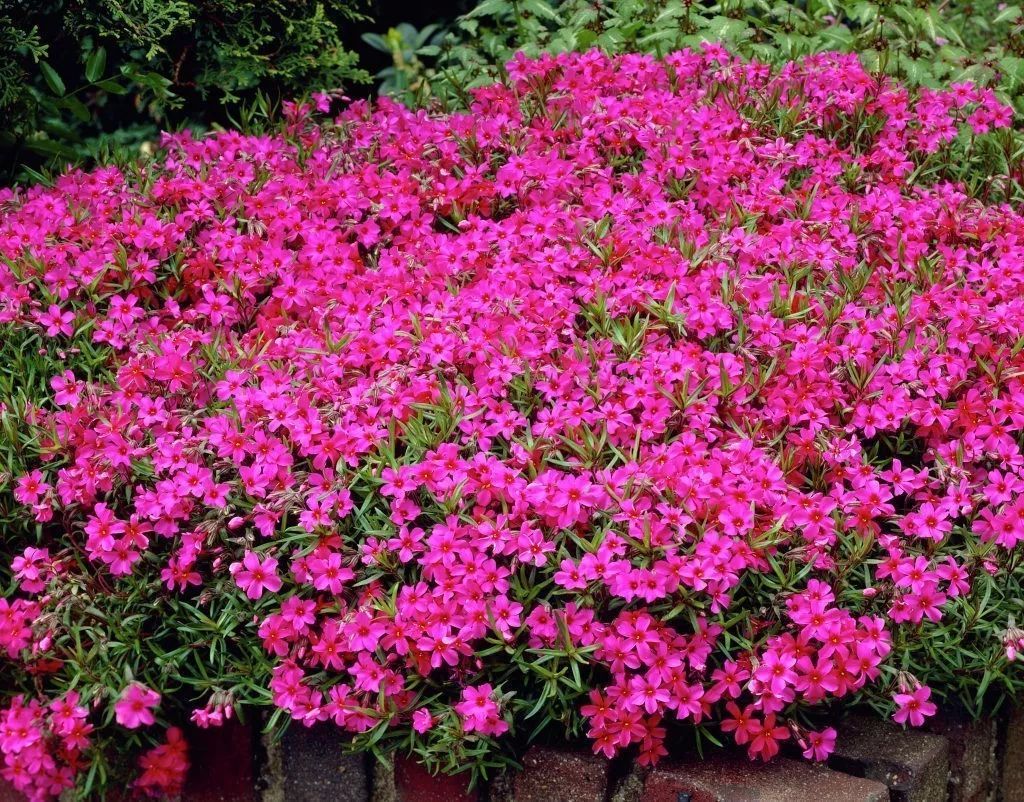 称,观赏价值非常高,非常受欢迎|夏季花园|宿根福禄考|福禄考_新浪新闻