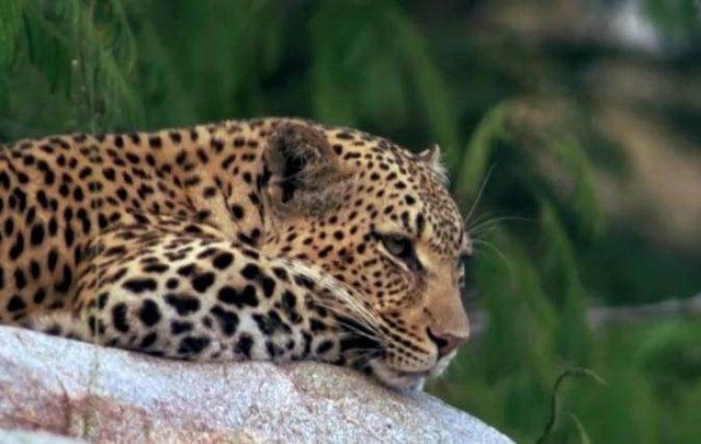 母花豹外出捕食,留下小幼崽在巢洞,没想到危险却在这时候靠近