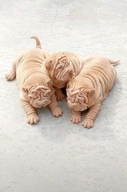 沙皮狗趴在一起,皮肤褶皱严重,小眼睛完全找不到!