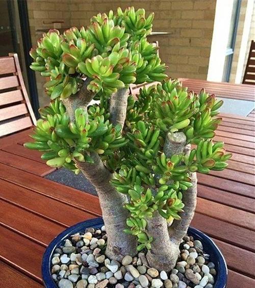 2种花,揪一个叶子扔花盆里,30天长出一大盆,再也不用花钱买