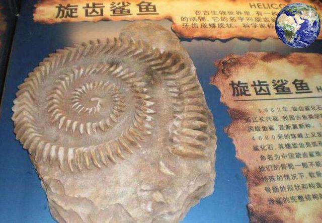 俄罗斯发现旋齿鲨化石,可怪异的螺旋齿,究竟有何作用却始终成谜
