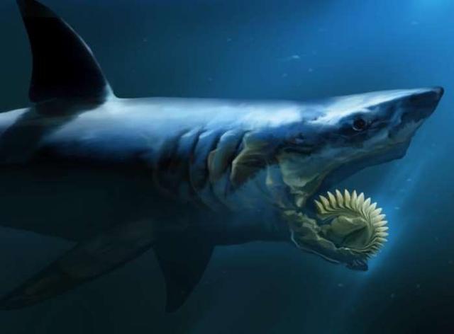 世界上最怪异的鲨鱼牙齿就像是电锯一样长达15米