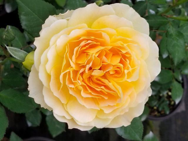 月季花新芽怎么处理,只需进行横拉压枝,秋季枝繁叶茂开花爆盆