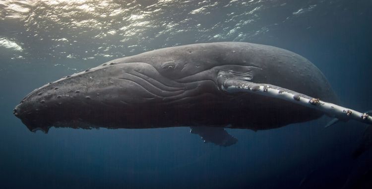 这群虎鲸为了捕食小座头鲸将鲸妈妈分开后对小座头鲸惨下毒手