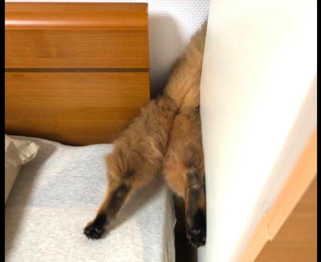 猫咪头朝下卡在了夹缝里，主人第一时间不救它，而是拿手机拍照！休闲区蓝鸢梦想 - Www.slyday.coM