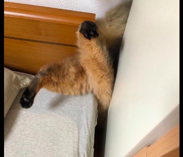 猫咪头朝下卡在了夹缝里，主人第一时间不救它，而是拿手机拍照！休闲区蓝鸢梦想 - Www.slyday.coM