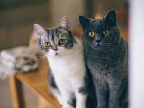 带你了解养公猫和母猫的7个区别,让新手选择猫咪不再困难|公猫|母猫|猫咪_新浪新闻