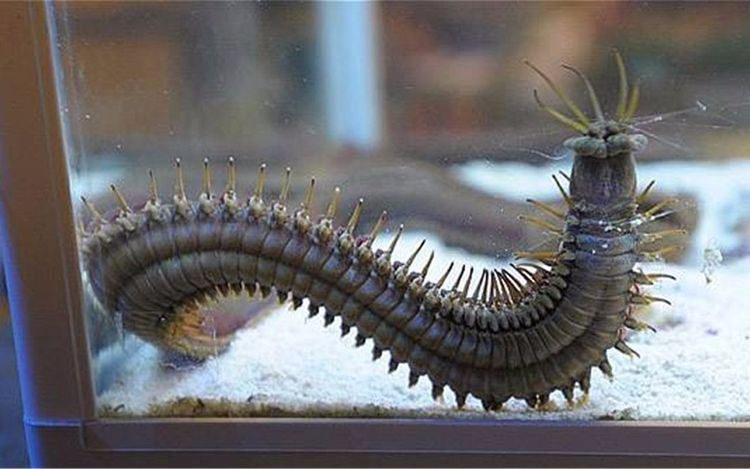 世界上最恐怖的虫子,也是海底最恐怖的存在,还会咬人