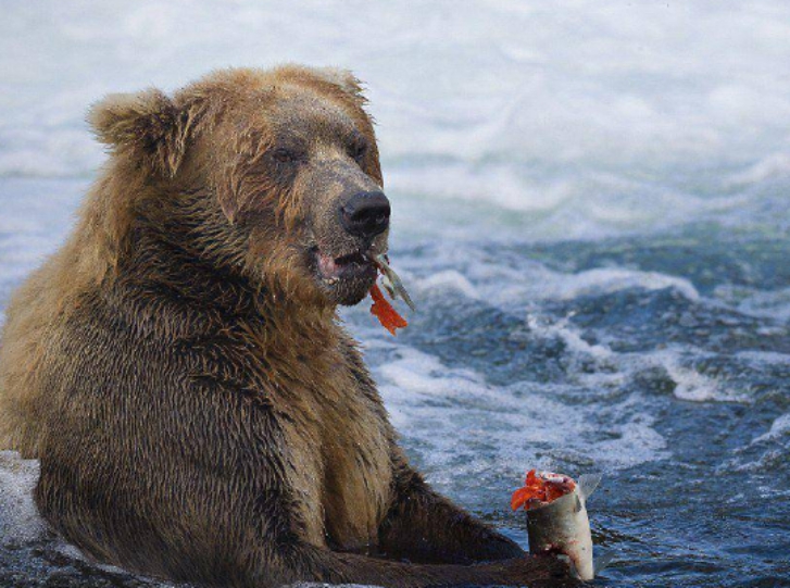 野外遇到"狗熊"装死就可以?科学家给出答案