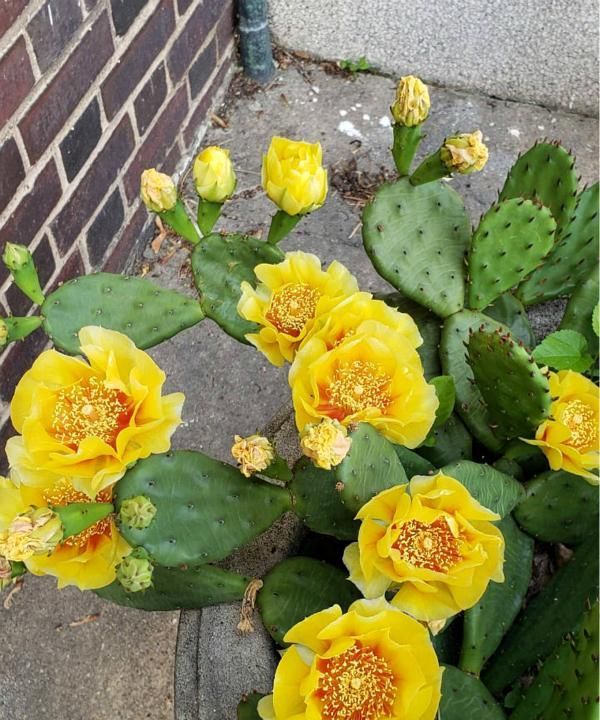 野生的仙人掌,捡回家栽种,开花比花市贵货品种还漂亮